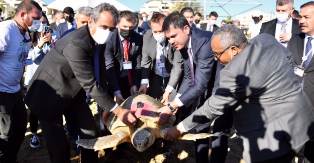 Bakan Özer ve Bakan Kurum, Caretta Carettaları Denizle Buluşturdu