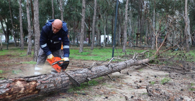 Konyaaltı Beach Park'ta Tehlike Oluşturan Ağaçlara Önlem