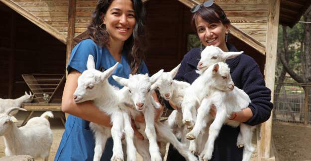 Antalya Hayvanat Bahçesi’nde Bahar Bereketi Kangurudan Lemura Yavru Doğumları Başladı