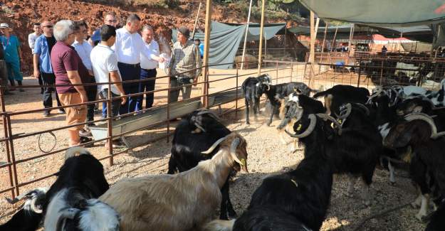 Kaymakam Ürkmezer Alanya Belediyesi Kapalı Hayvan Satış Pazarını Ziyaret Etti