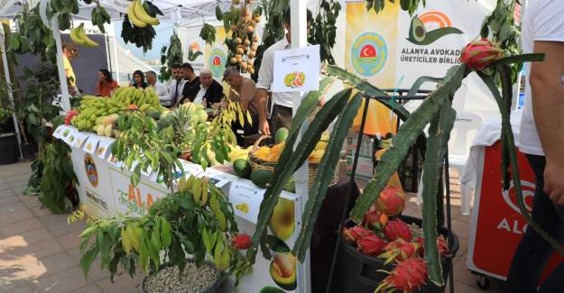 Alanya Tropikal Meyve Festivali Başladı