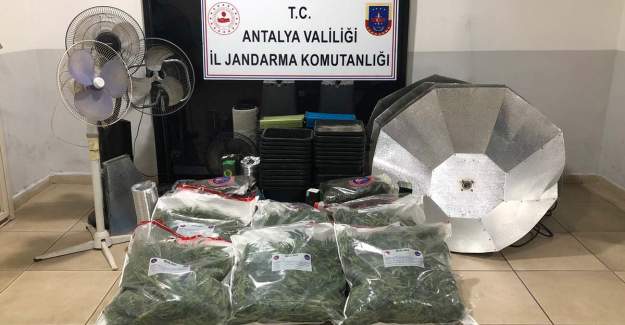 25 Kilo Skunk Ele Geçirildi