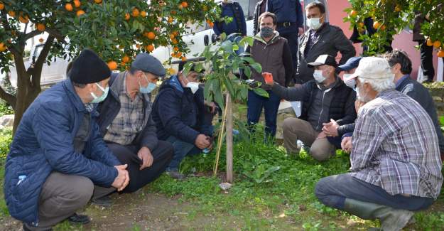 Büyükşehirden Alanyalı Çitçilere Uygulamalı Eğitim