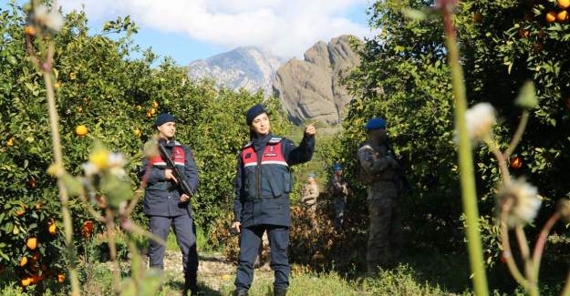 Jandarma Ekipleri Narenciye Hırsızlarına Karşı Nöbette