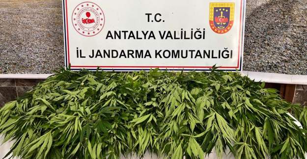268 Kök Kenevir Ele Geçirildi