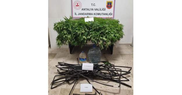 2535 Kök Kenevir Ele Geçirildi