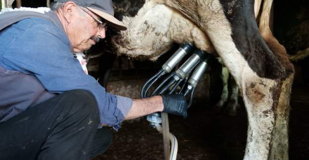 Büyükşehir Belediyesi Akçaenişli Süt Üreticilerinin Yüzünü Güldürdü