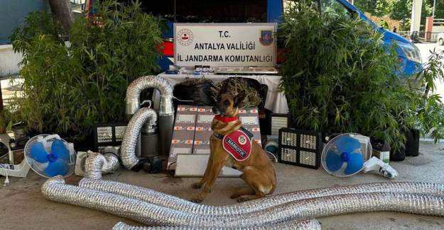 Jandarma Uyuşturucu Tacirlerine Geçit Vermiyor