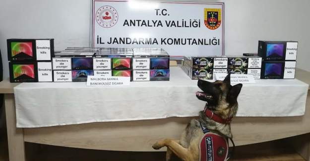 Operasyonlar Hız Kesmeden Devam Ediyor