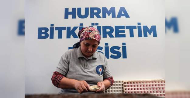 Büyükşehir Belediyesi Kendi Ürettiği Çiçek ve Bitkilerle Yıllık 22 Milyon Lira Tasarruf Ediyor