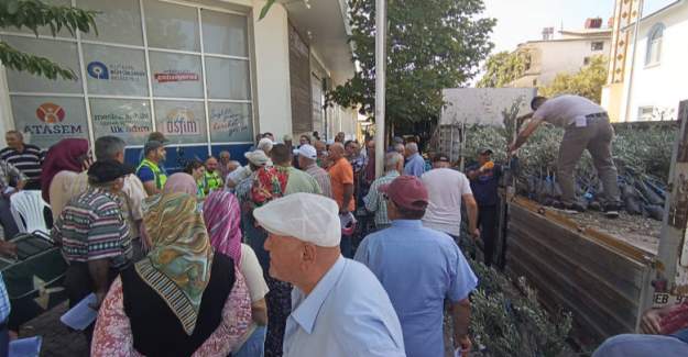 Antalya Büyükşehir Belediyesi’nden Zeytin Seferberliği