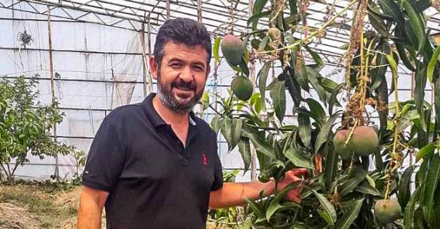 Alanya Tropikal Meyvede Öne Çıktı