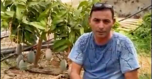 Alanya’da Mango ve Avokado Hasadı Başladı: Başkan Göktepe’den Uyarı