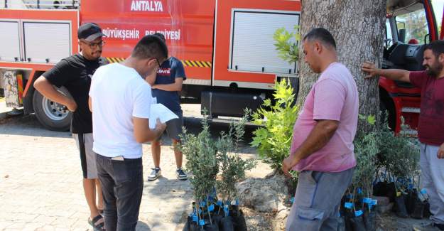 Büyükşehir’den Üreticiye Zeytin Fidanı Desteği