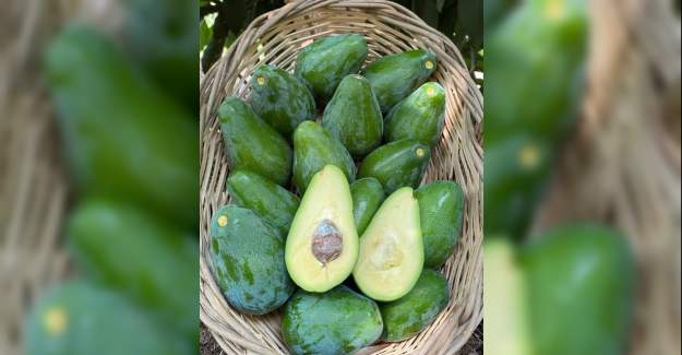 Alanya’da Avokado Satışları Bu Yıl Da Taneyle Yapılacak