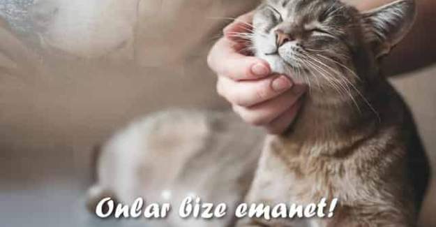 Başkan Özçelik’ten Hayvanları Koruma Günü Mesajı