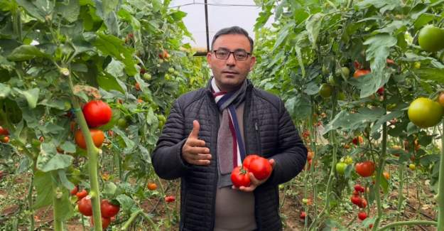 Domates Üreticisi Maliyetin Altında Sezon Geçirdi