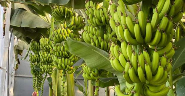 İthal Muz Yerli Üreticiyi Zorluyor