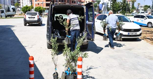 Büyükşehir’den Üreticiye Zeytin Fidanı Desteği