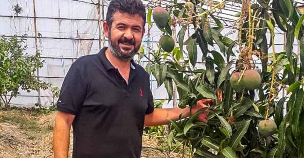 Alanya Tropikal Meyvede Öne Çıktı