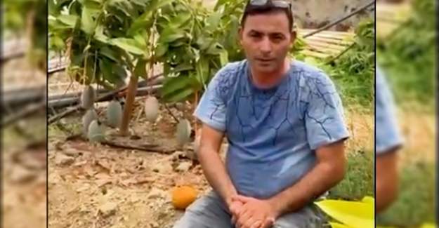 Alanya’da Mango ve Avokado Hasadı Başladı: Başkan Göktepe’den Uyarı