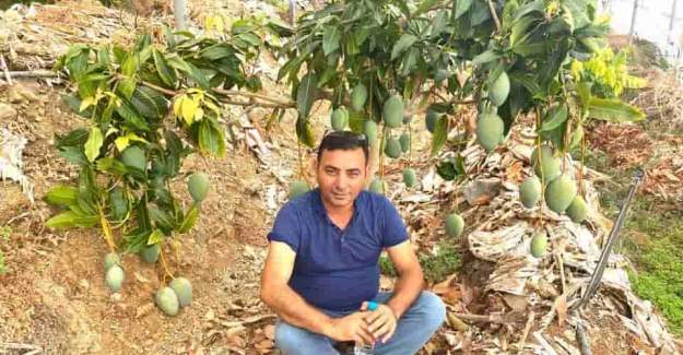 Alanya Ziraat Odası’ndan Avokado Üreticilerine Uyarı