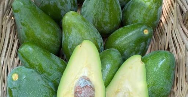 Alanya’da Avokado Satışları Bu Yıl Da Taneyle Yapılacak