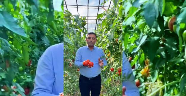 Üreticinin Domates Maliyeti Fiyatın Üstünde