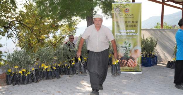 Yangın Yaralarına Zeytinli Destek:Alanya Belediyesi Yaylakonak’a Zeytin Fidanı Dağıttı