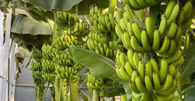 İthal Muz Yerli Üreticiyi Zorluyor