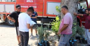 Büyükşehir’den Üreticiye Zeytin Fidanı Desteği