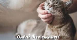 Başkan Özçelik’ten Hayvanları Koruma Günü Mesajı