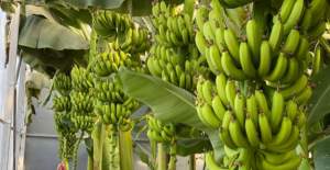 İthal Muz Yerli Üreticiyi Zorluyor