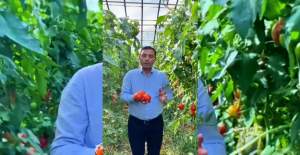 Üreticinin Domates Maliyeti Fiyatın...