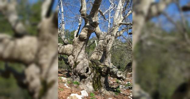 Büyükşehir 5 Asırlık Anıt Ardıç Ağacını Tescilletti