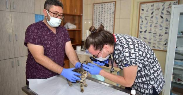 Kepezin Sokak Hayvanları Şefkatli Ellerde